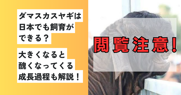 ダマスカスヤギ
