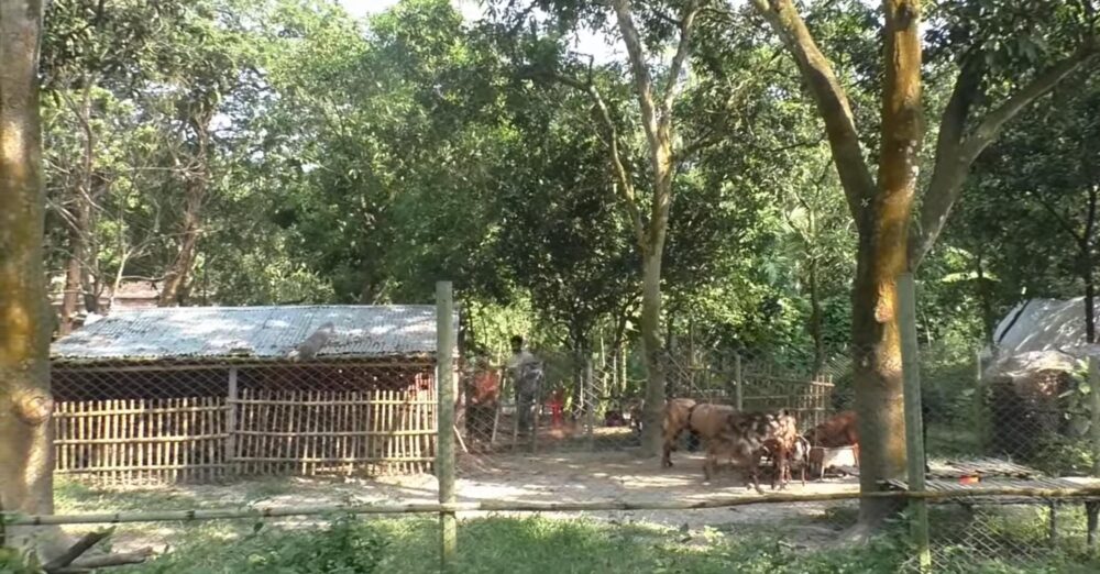 ダマスカスヤギの飼育